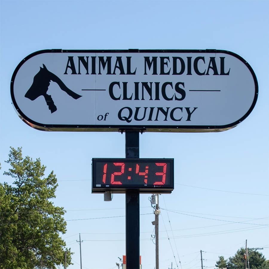 What to Expect at Animal Medical Clinics of Quincy